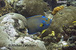 Queen Angelfish (Holacanthus ciliaris)